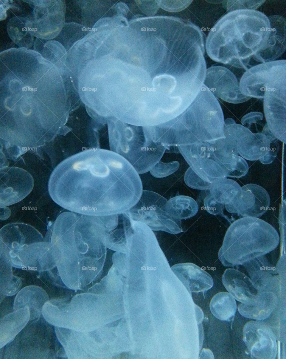 Jellyfish Oasis