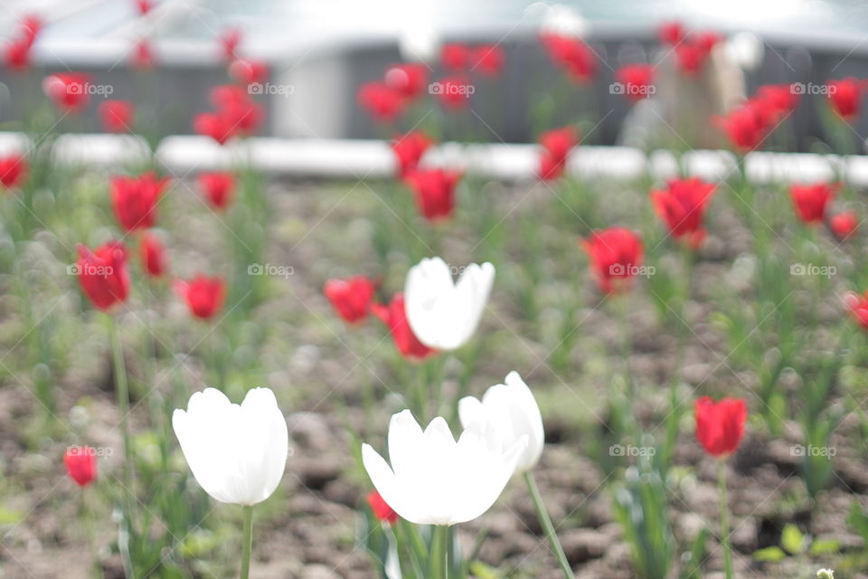 Tulipa,flower