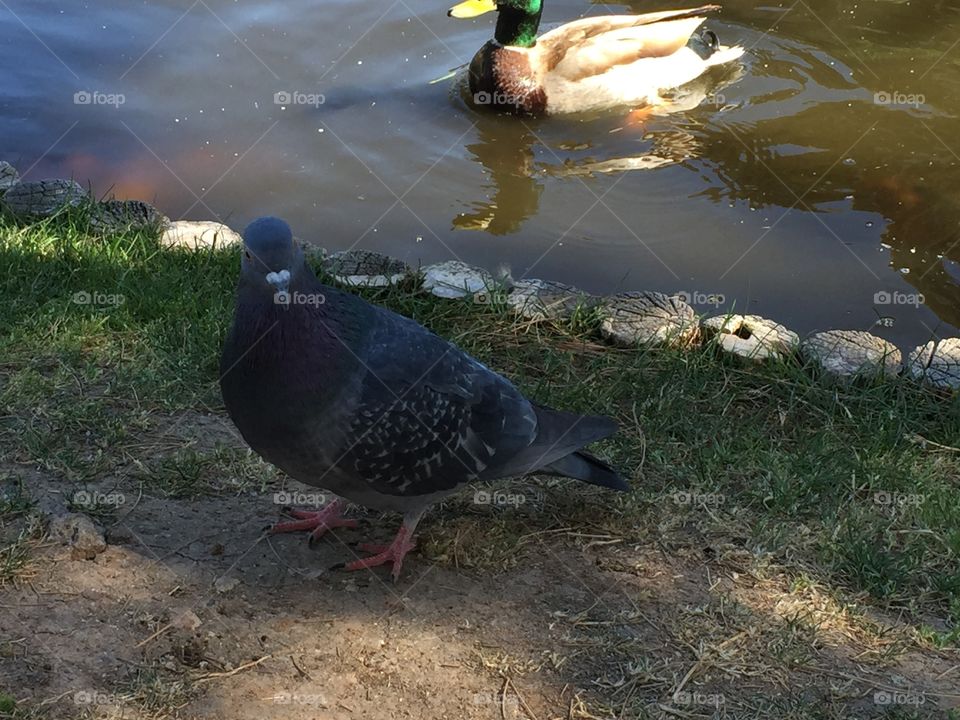 Bird, No Person, Nature, Outdoors, Wildlife