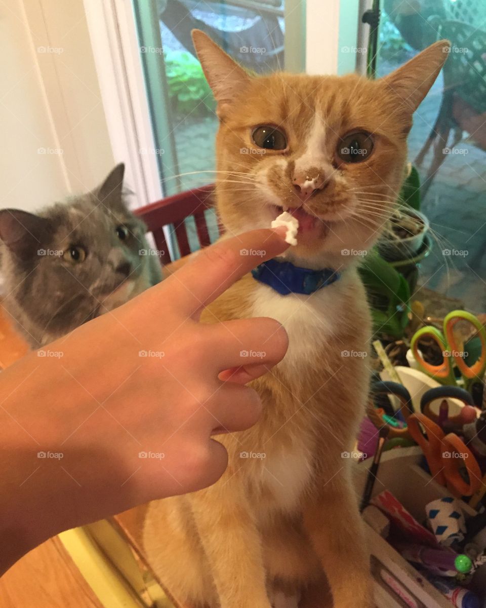 Cat licking whipped cream