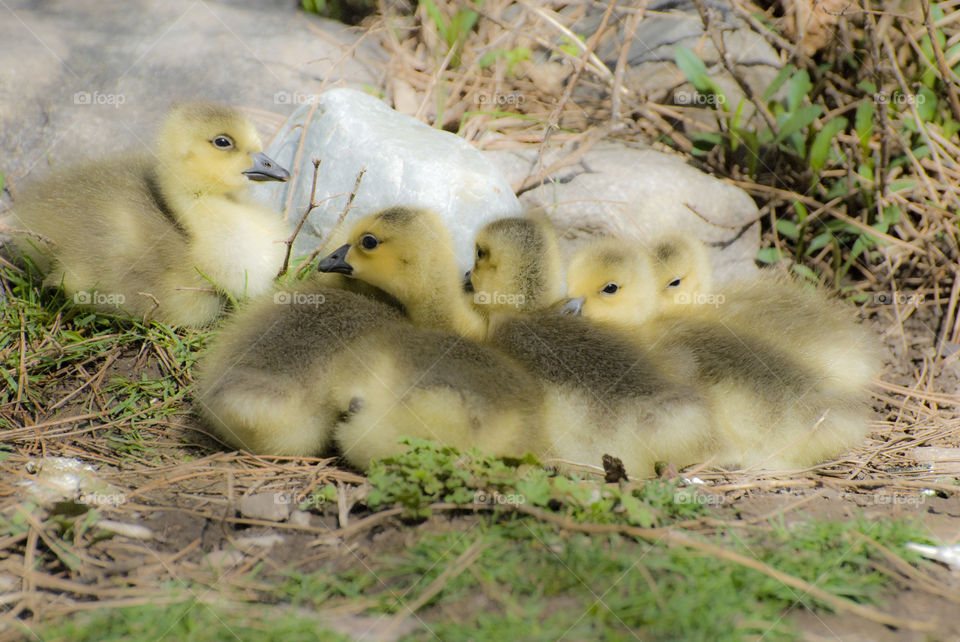 ducklings sheltering near a large stone