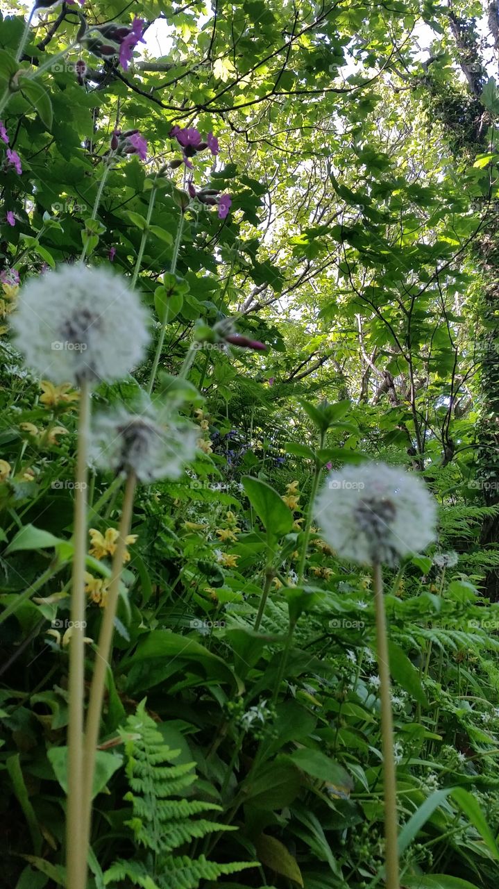 Flora, Nature, Leaf, Growth, Flower