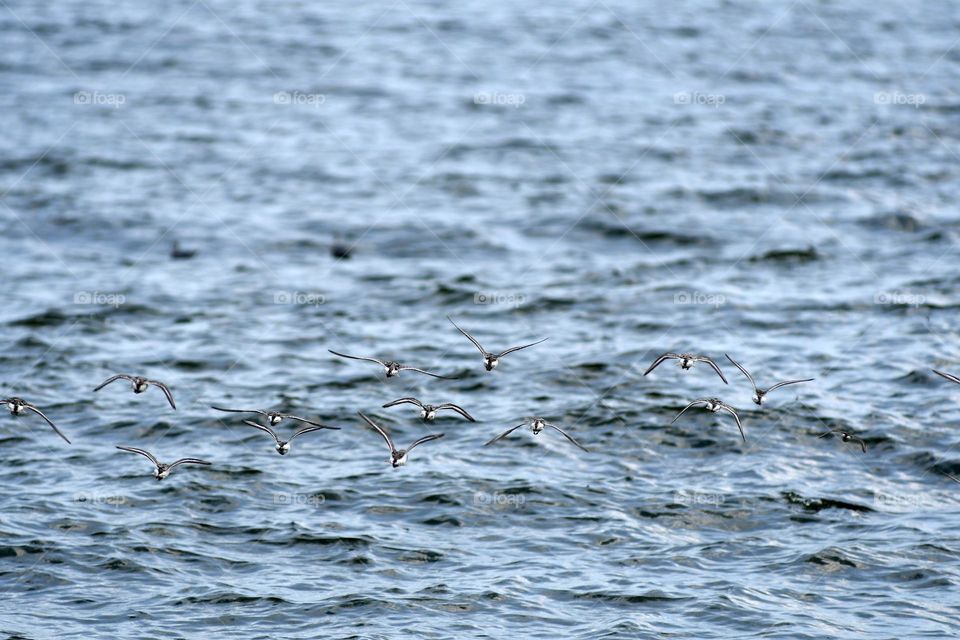 A fleet of baby seagulls take flight over the Atlantic waters at Sandy hook beach in New Jersey.