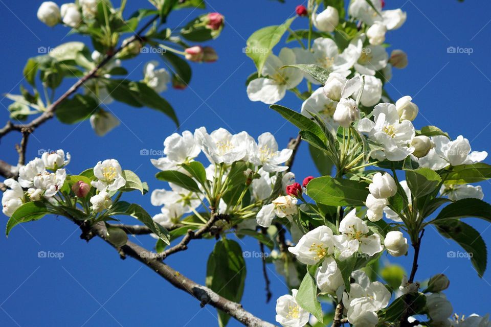 Beautiful spring day