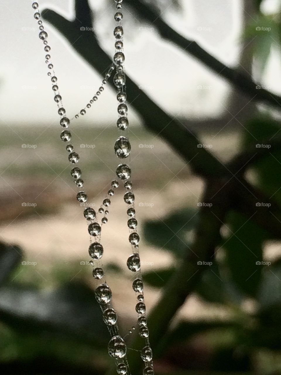 Dew drops