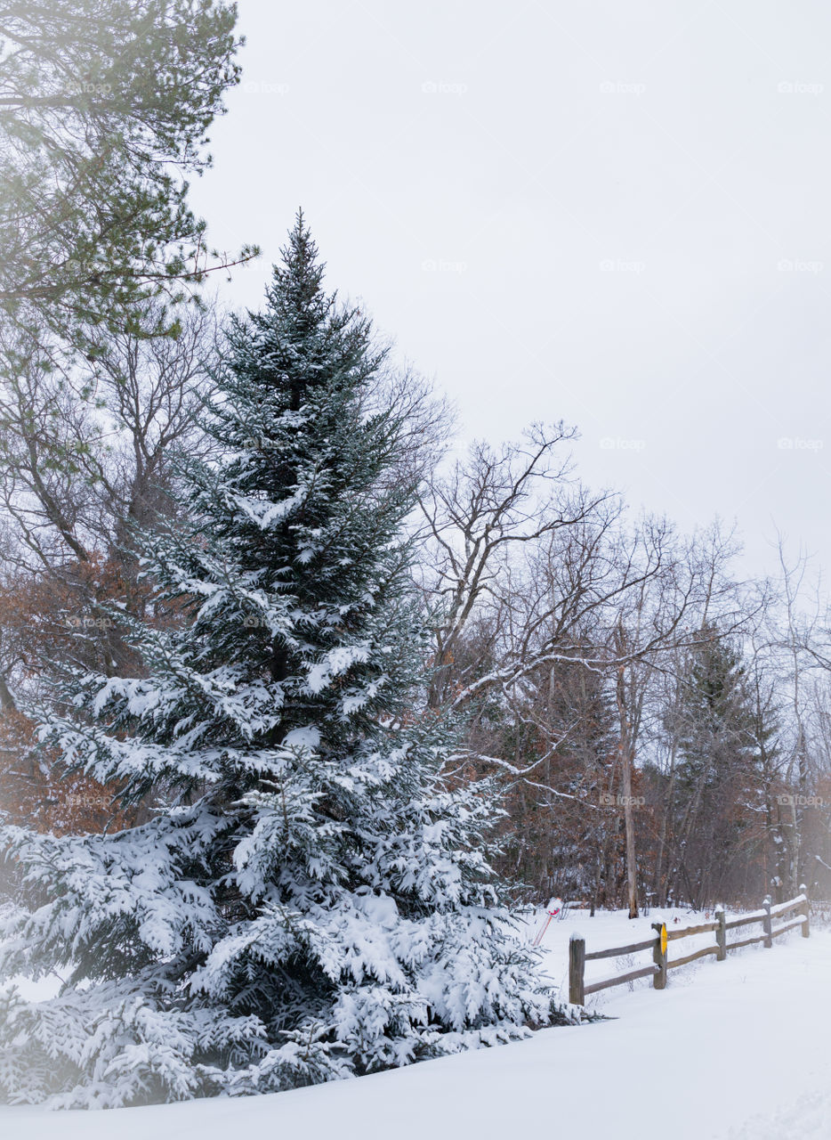 Snowy trees on a hike in woods. A hike in the woods of northern Wisconsin during winter shortly after a snowfall