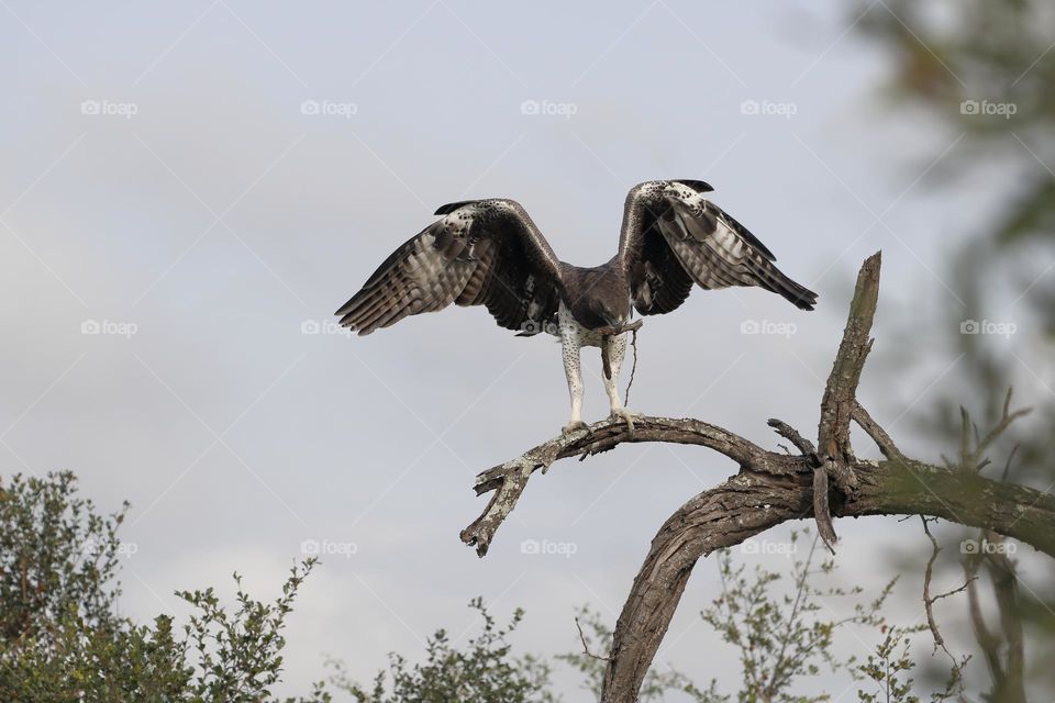 Martial eagle collecting nesting material