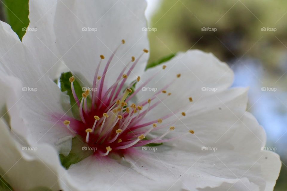 Almond flower