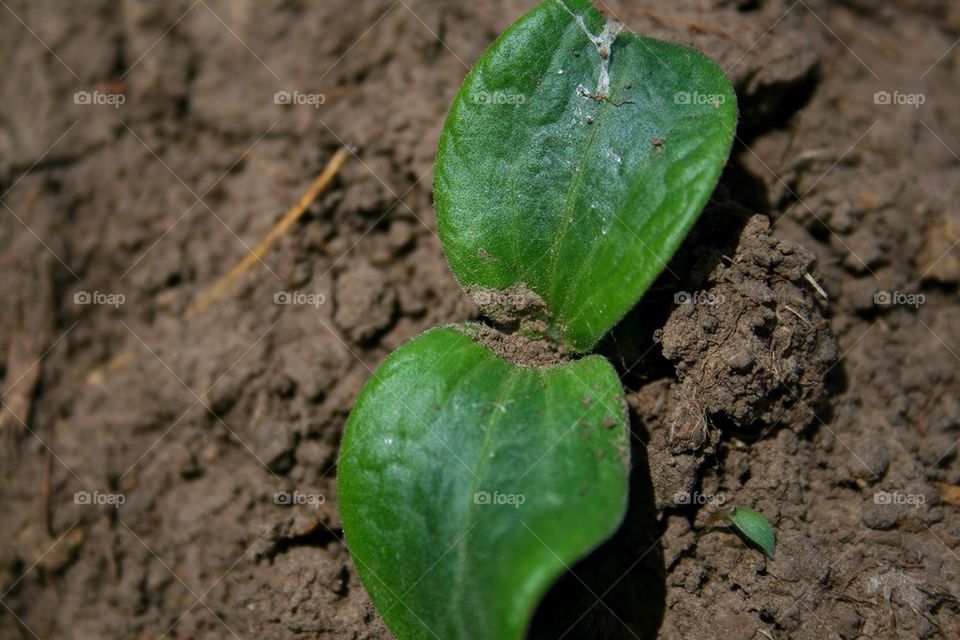 Okra