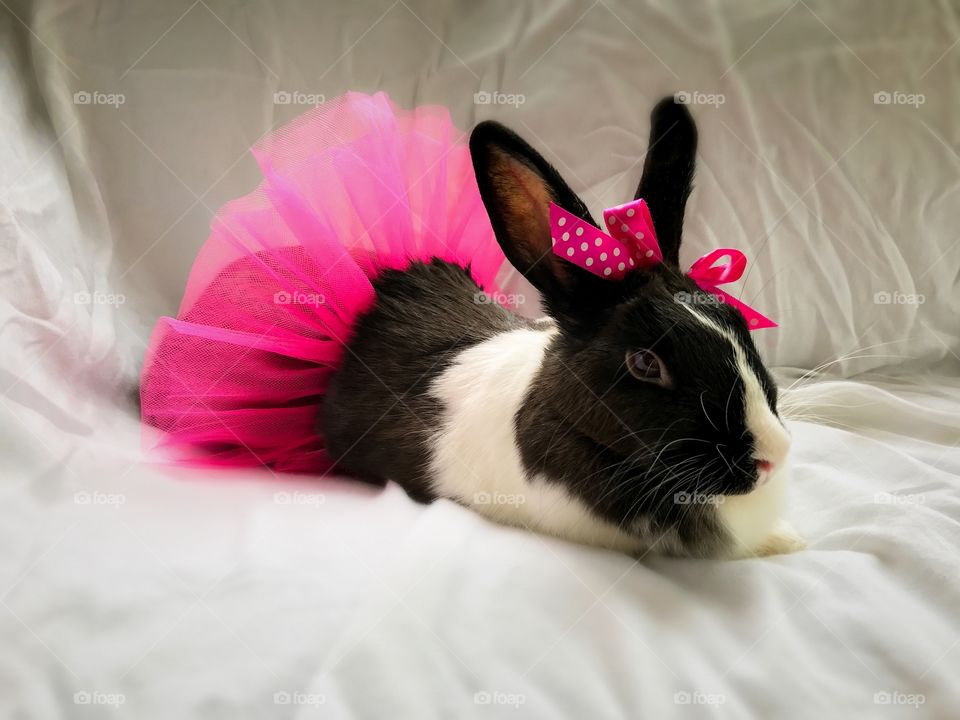 Cute bunny with pink bow and tutu