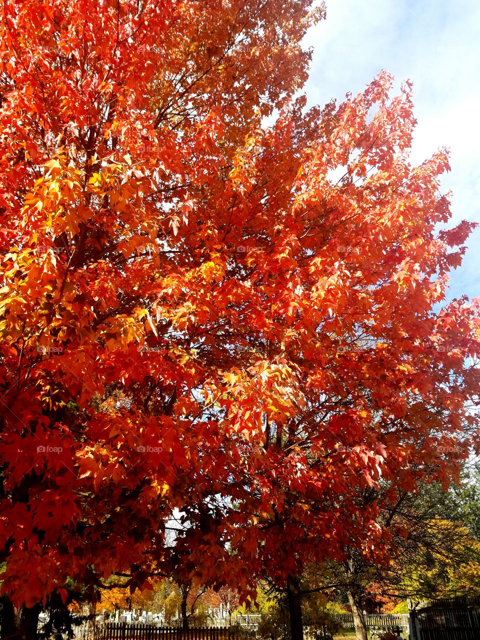 Portland, Maine - Autumn Leaves 2016
