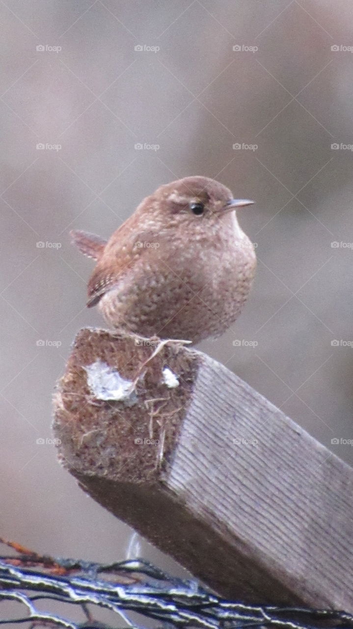 Winter Wren