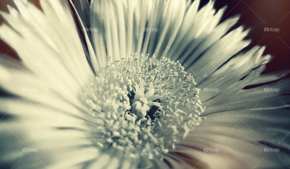 Monochrome closeup image of flower