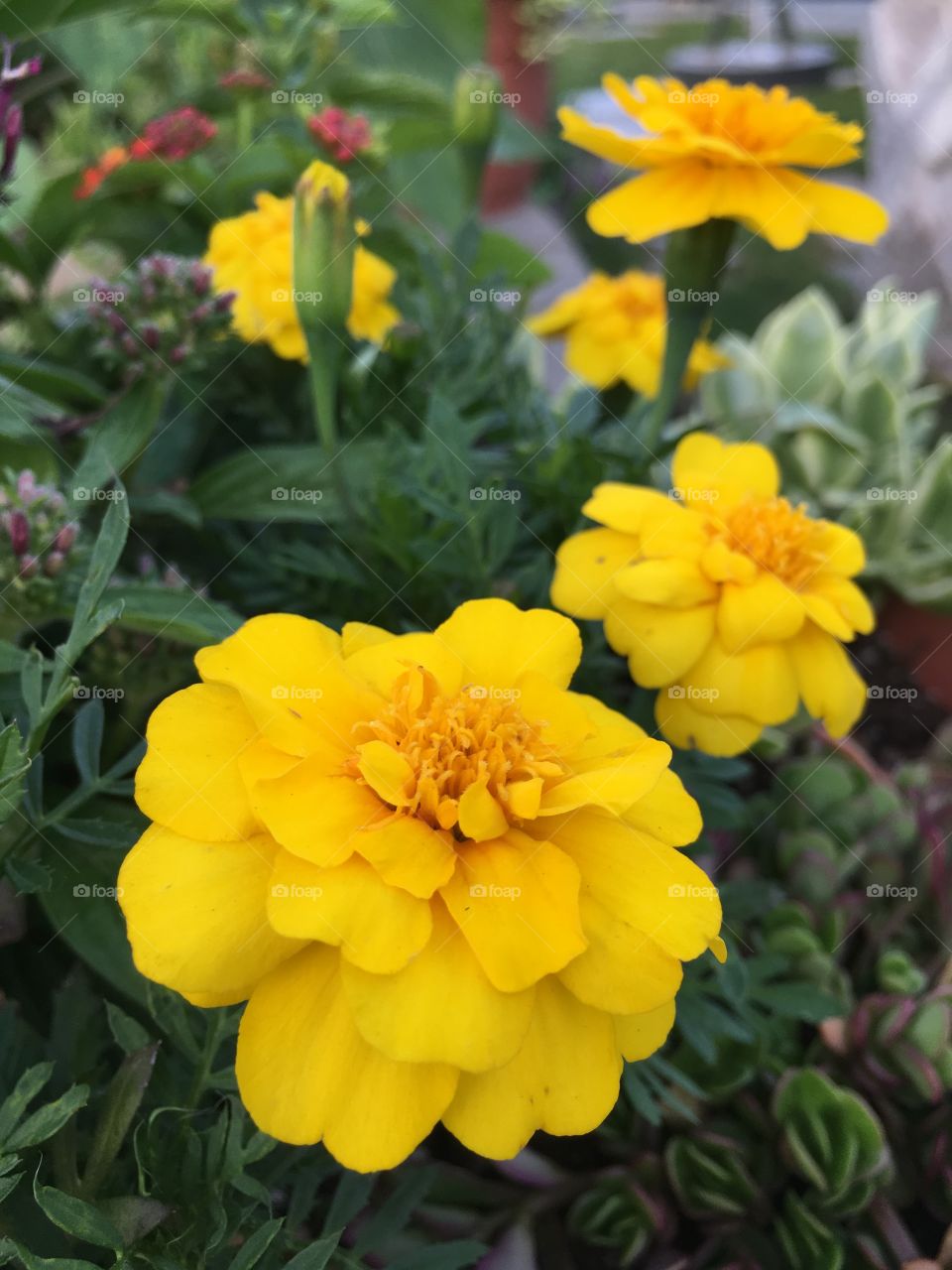 Yellow marigold