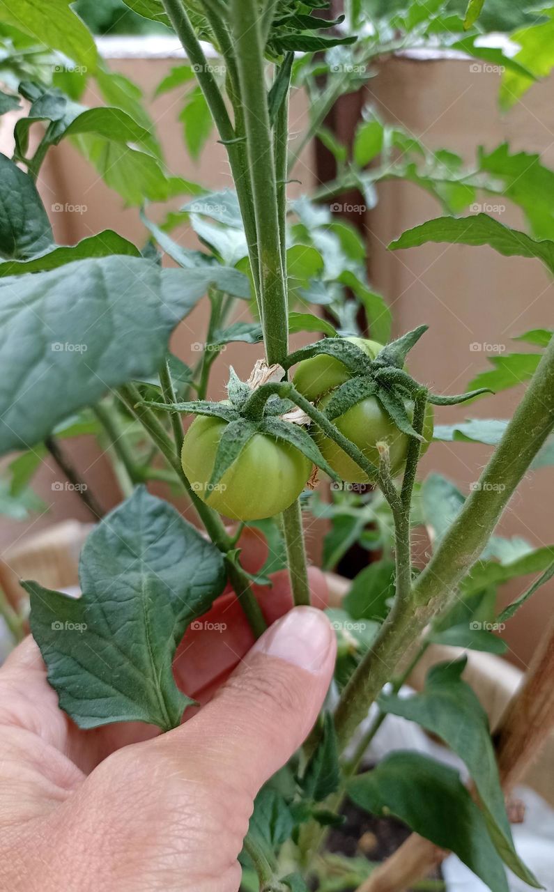 green tomatoes on a branch homemade harvest and female hand, love green 💚