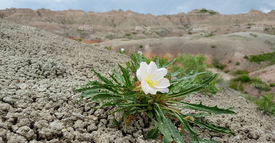 Desert Beauty