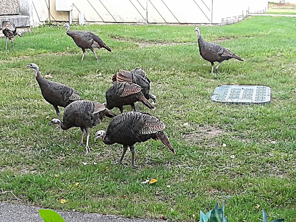 A Family of Turkey's came to visit and eat outside my patio this past winter around Thanksgiving...Run Hide!