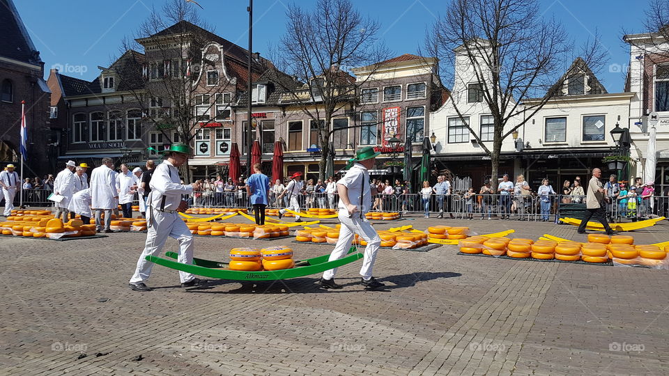 men carry alkmaar cheese in the traditional medieval way. Alkmaar. Netherlands.