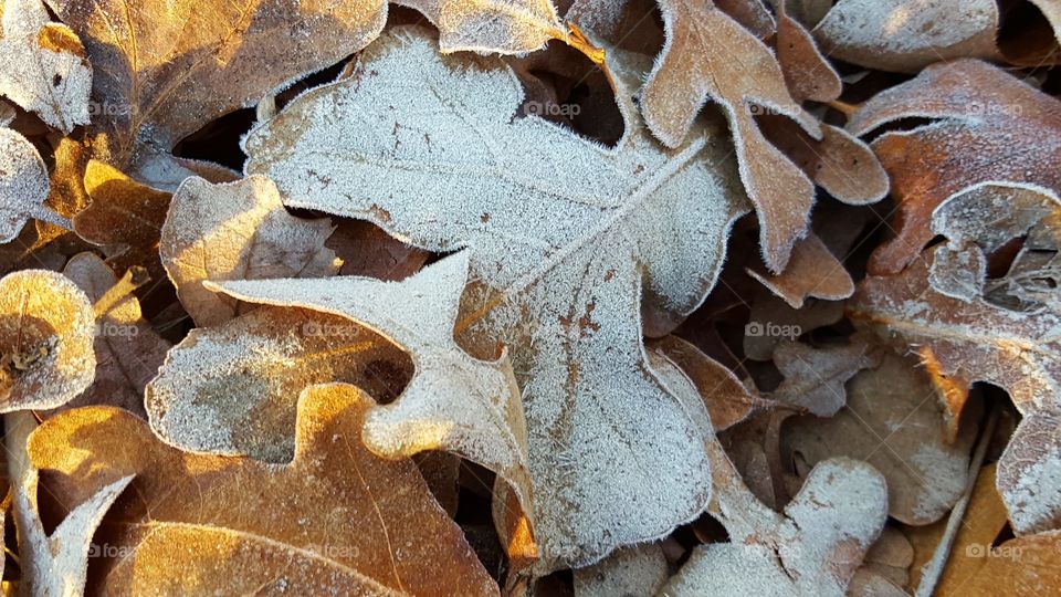 My favorite part of Winter is taking pictures of frost, ice, and snow.