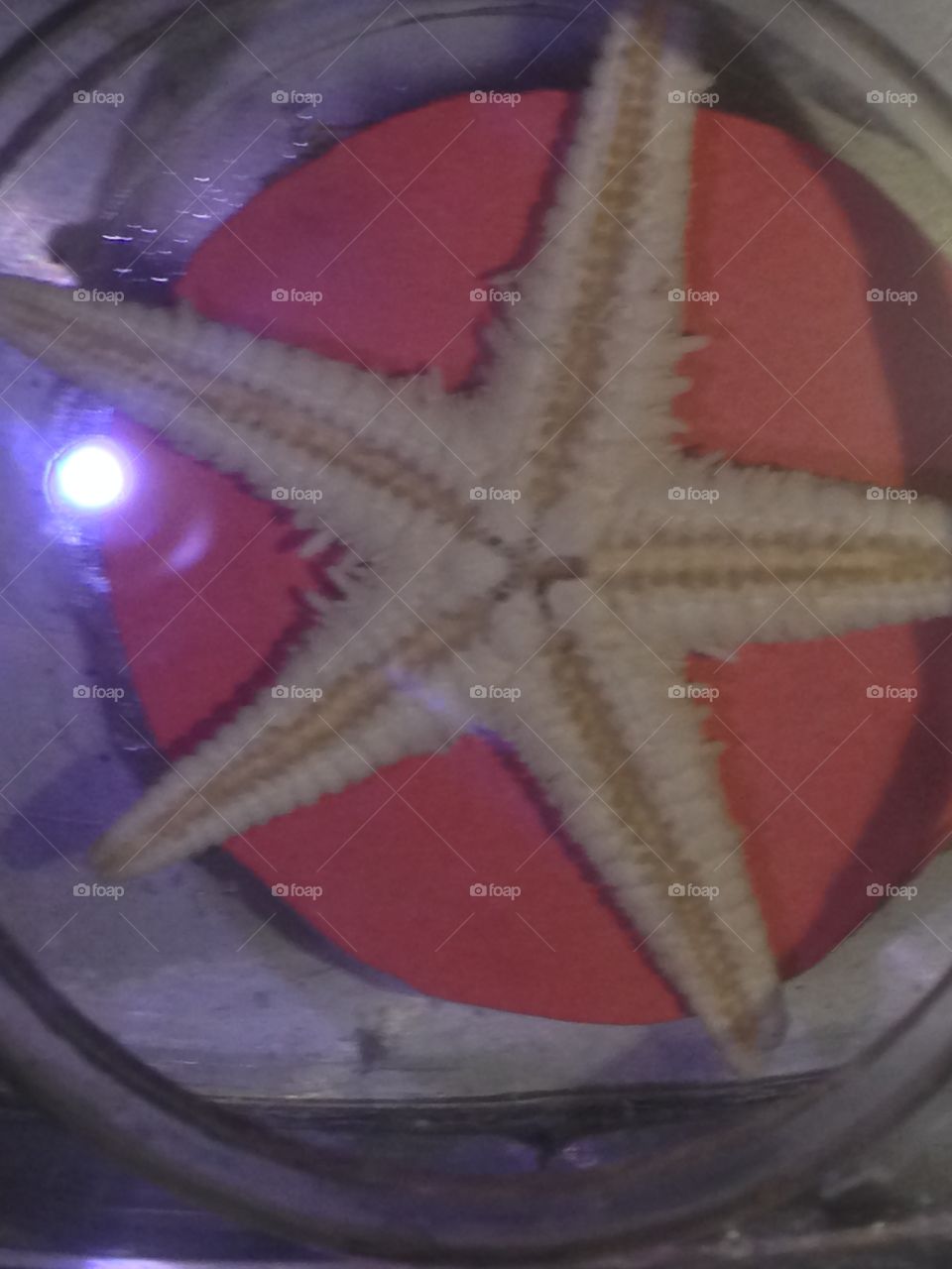 Starfish