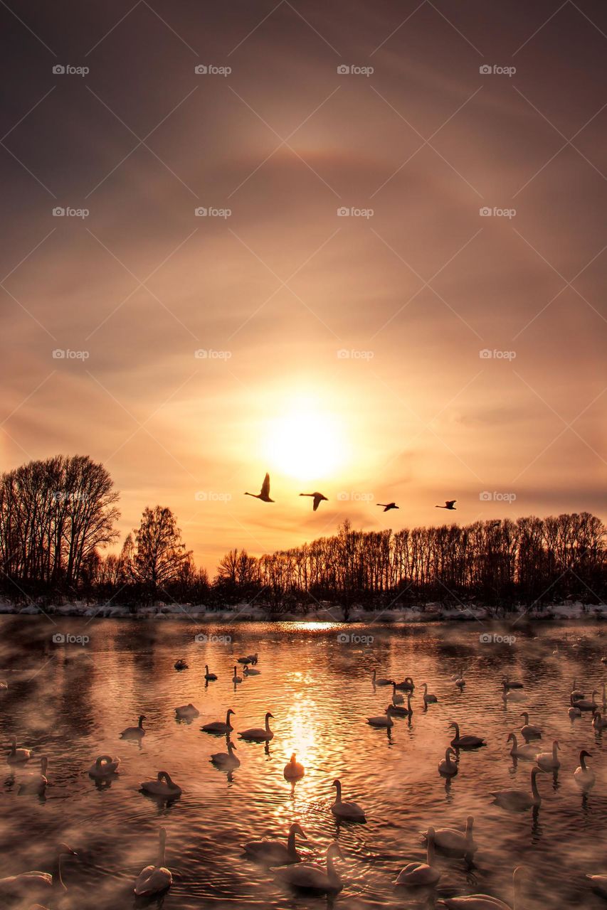 Birds flying on the sunset. Swans lake 