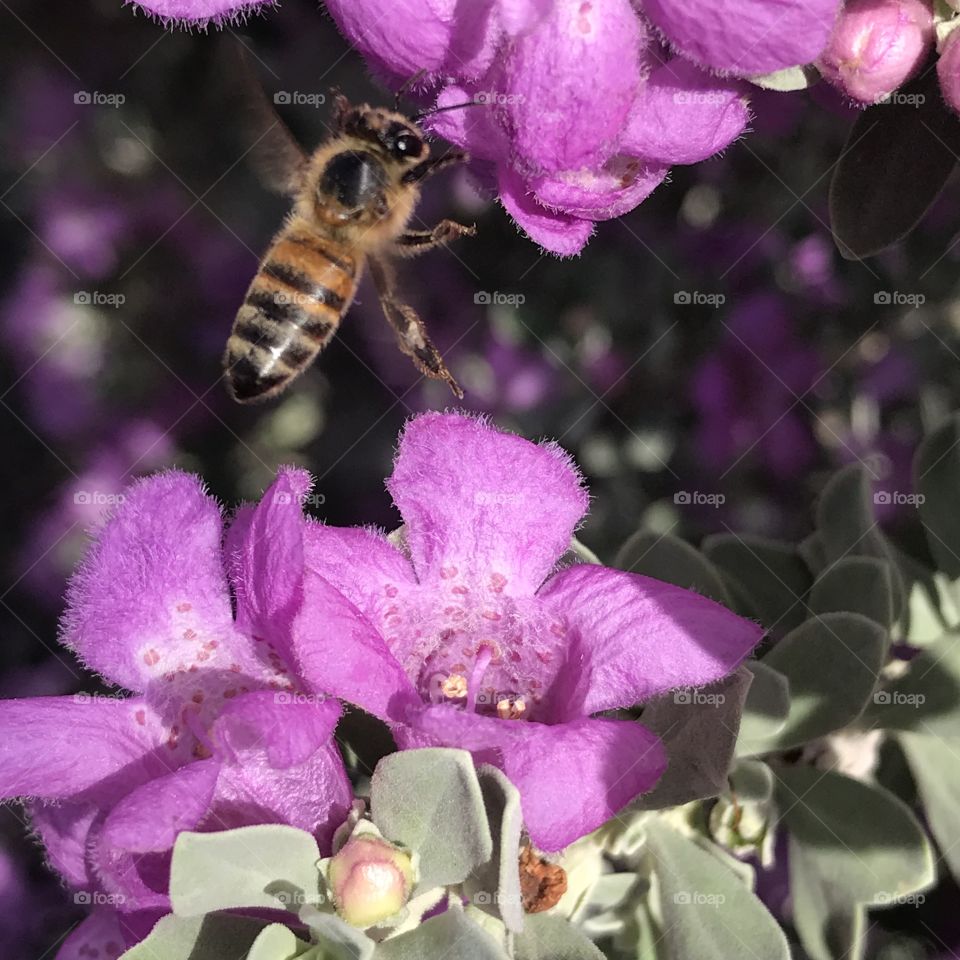 Bee eating pollen from a purplish flower while flying or hovering over it. 