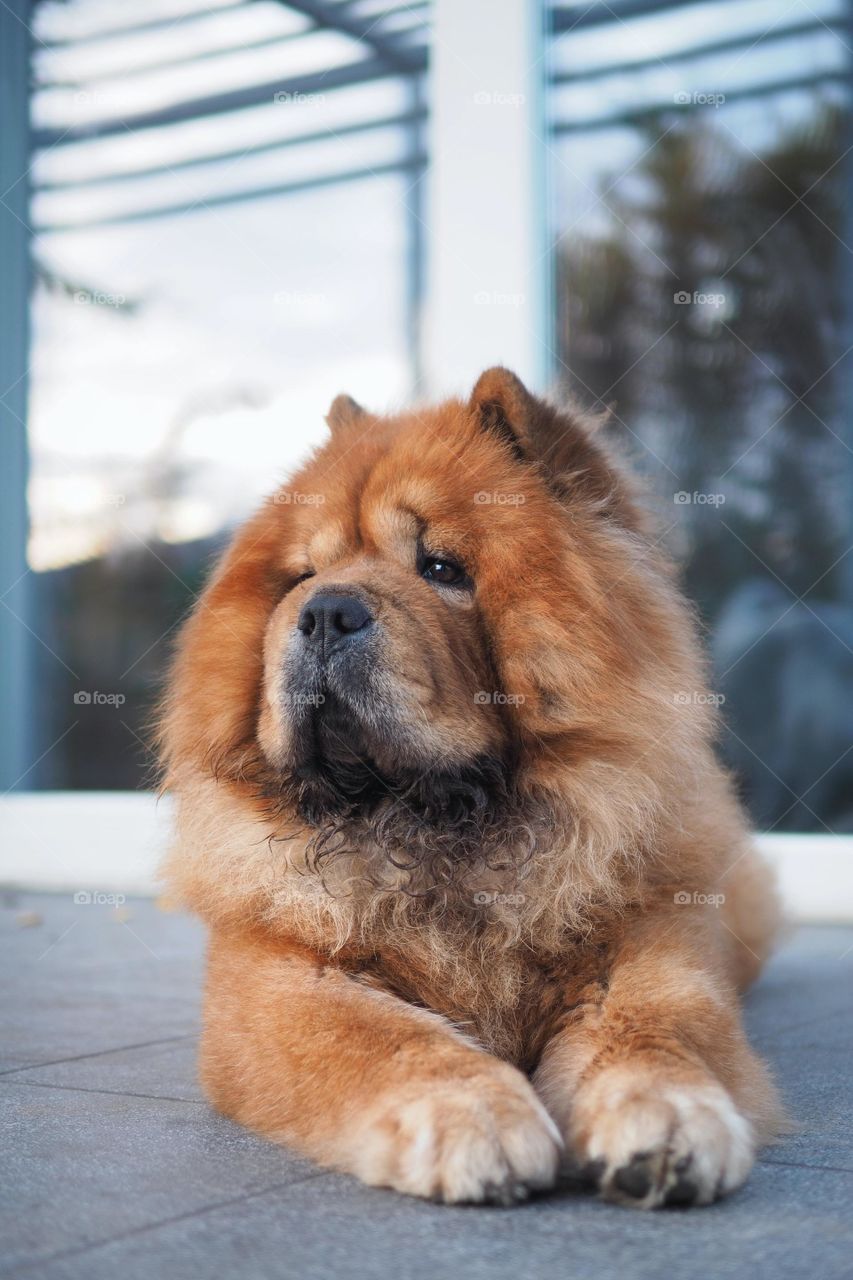 Brown long coated dog on snow covered ground during day time