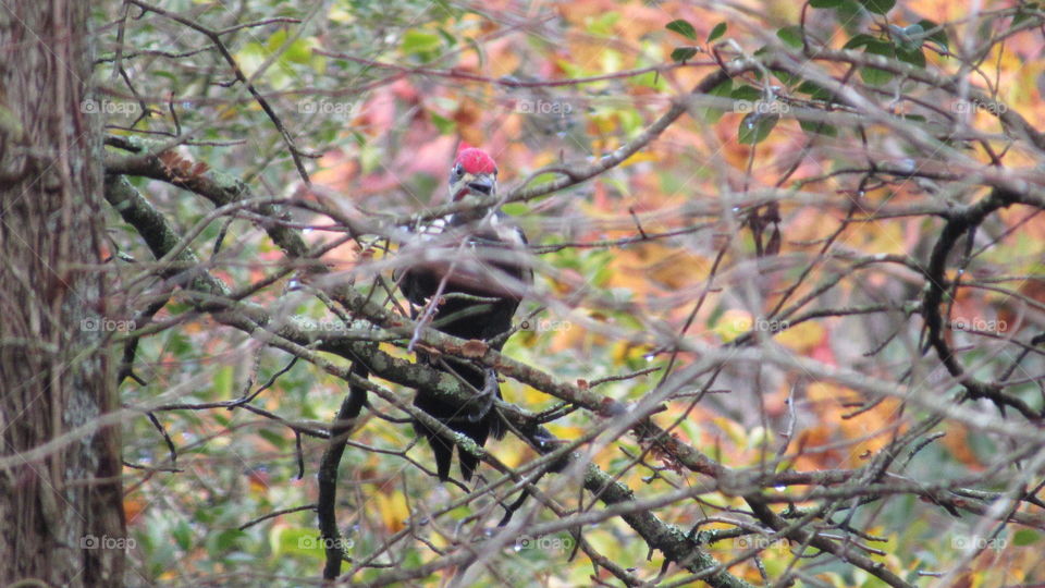 Tree, Nature, Bird, Leaf, Fall