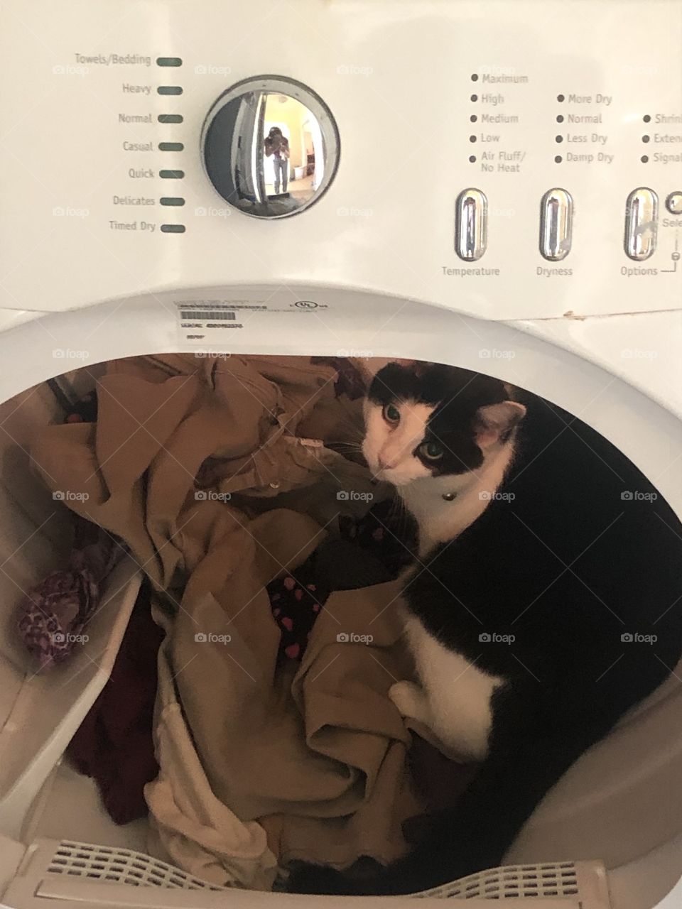 Black and white cat who climbed in the dryer with the clothes. 