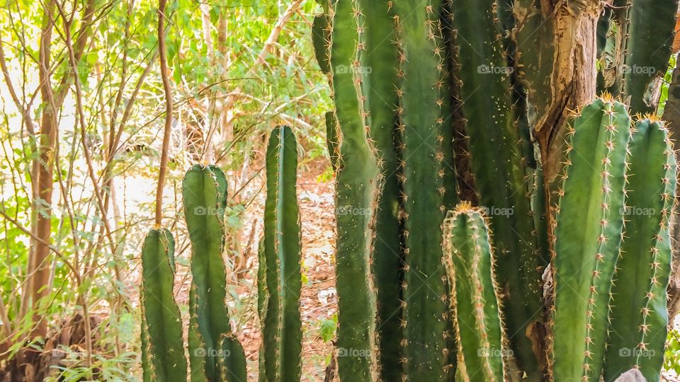 cactus plant 