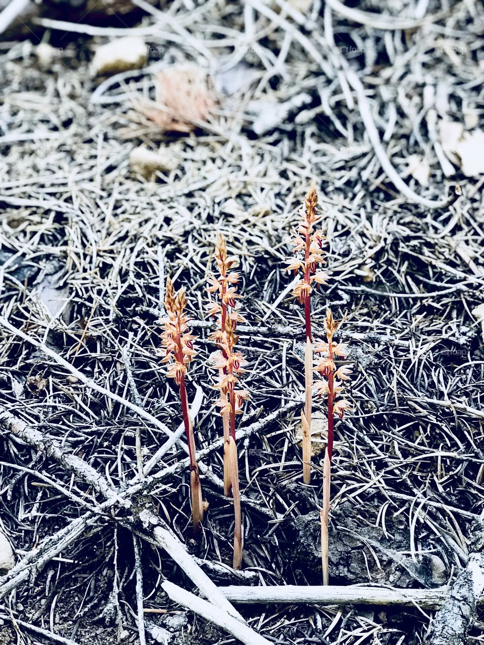 Snow plants in wilderness 