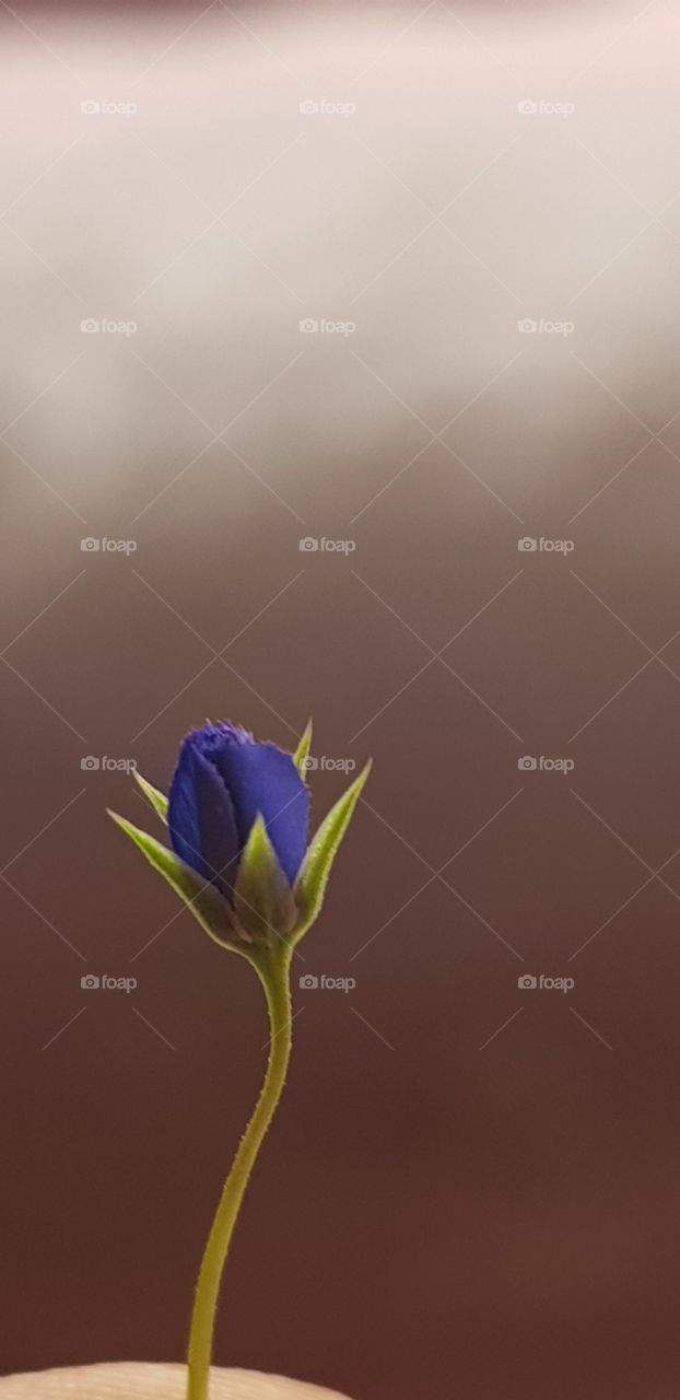 Small but not less in beauty