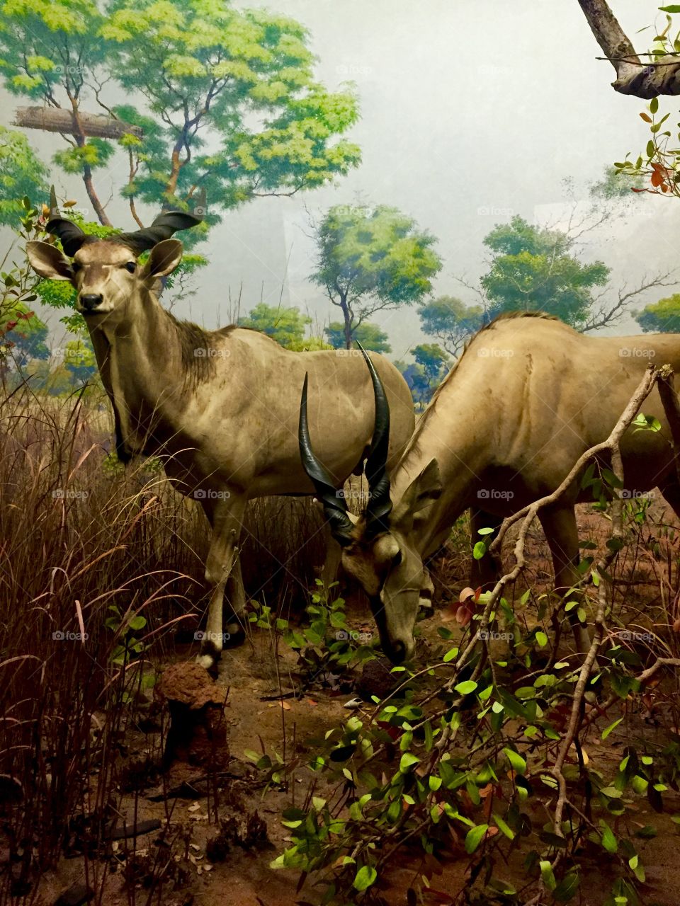 American Museum of Natural History