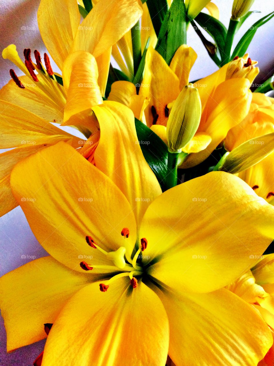 Yellow lillies