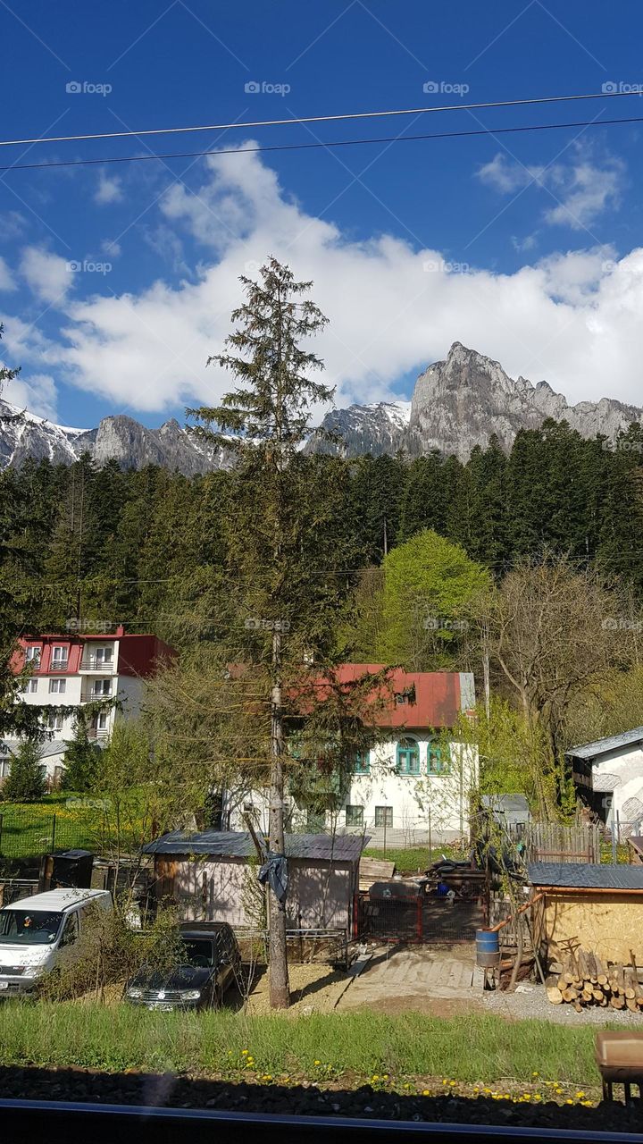 Tree in the mountains nature green