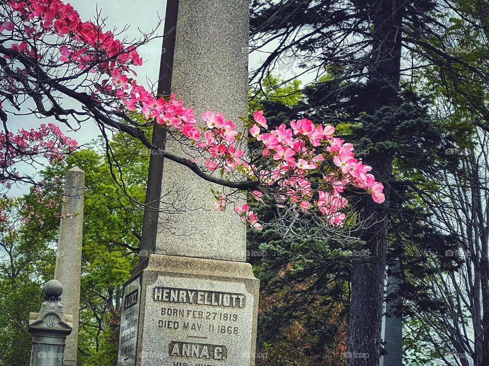 Blossoming dogwood flowers in a cemetery 