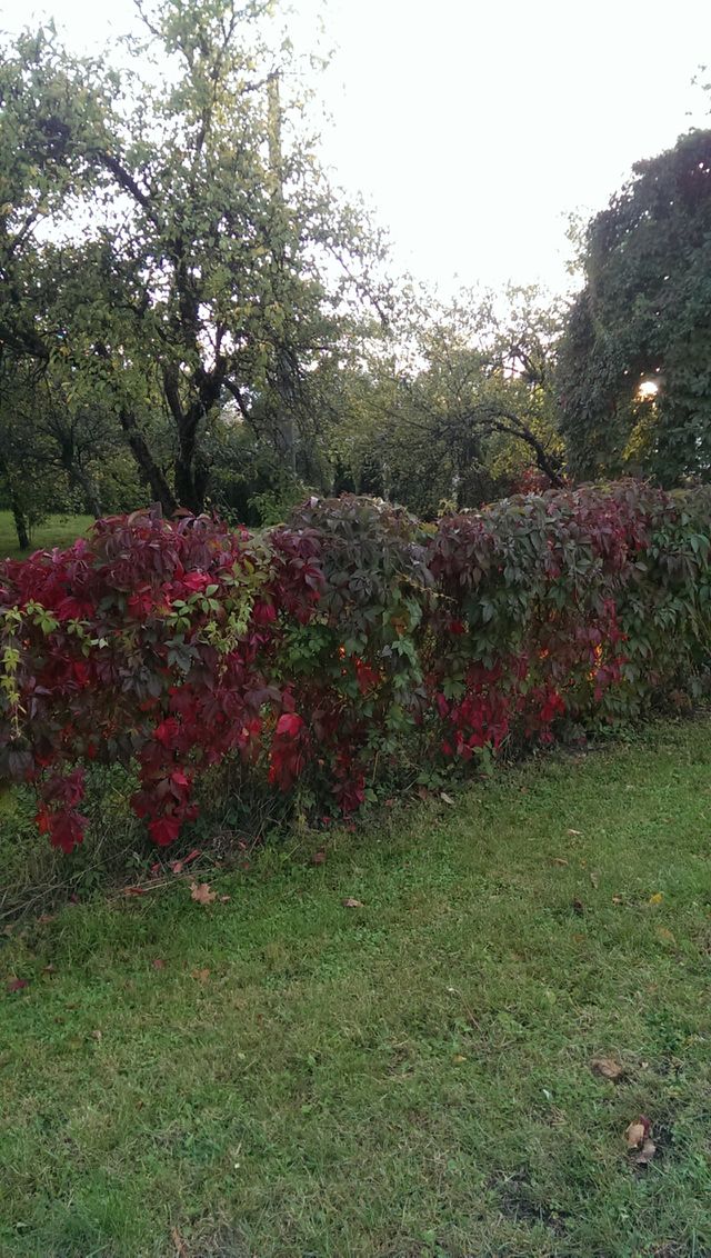 Beautiful nature