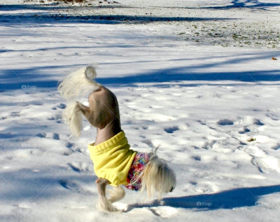 Chinese Crested Hairless dog wearing a yellow sweater is walking on its front feet in the snow