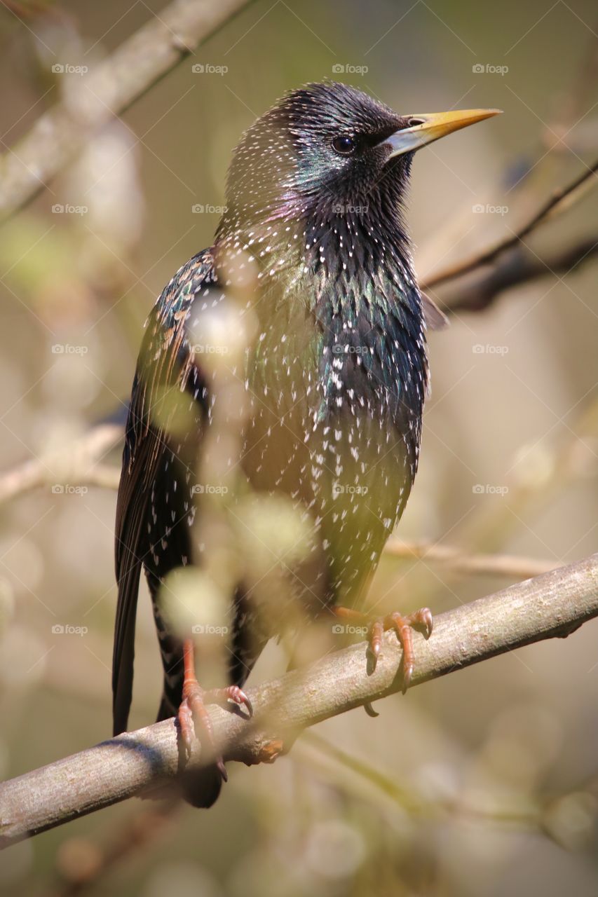 Starling
