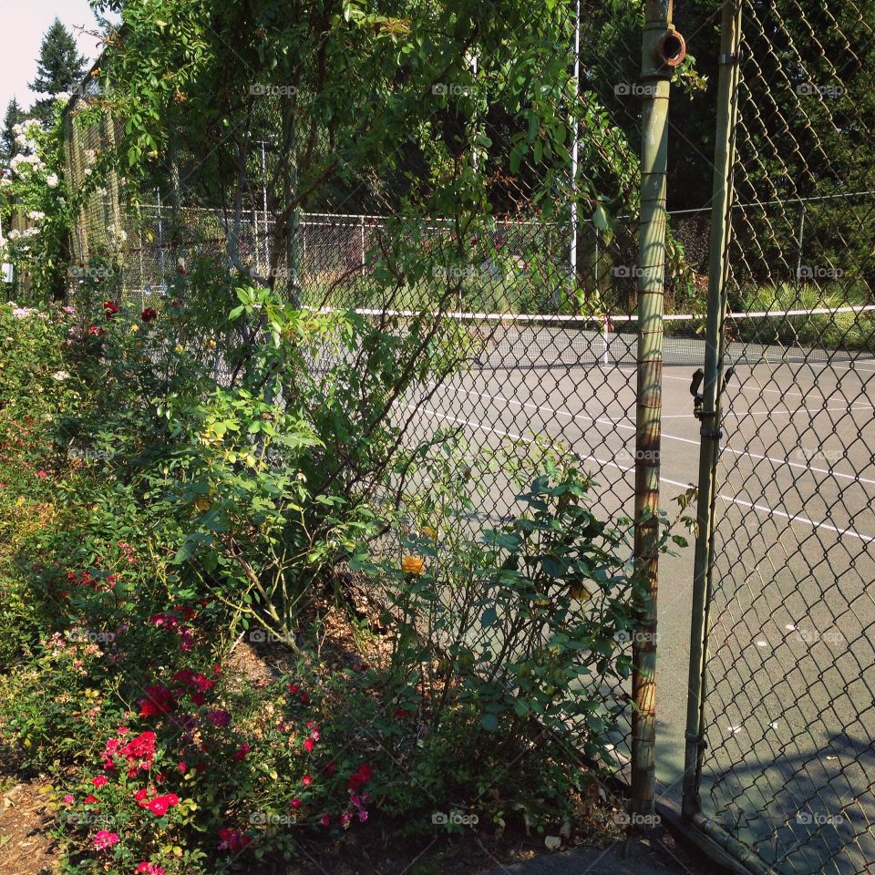 Tennis courts by the rose garden.