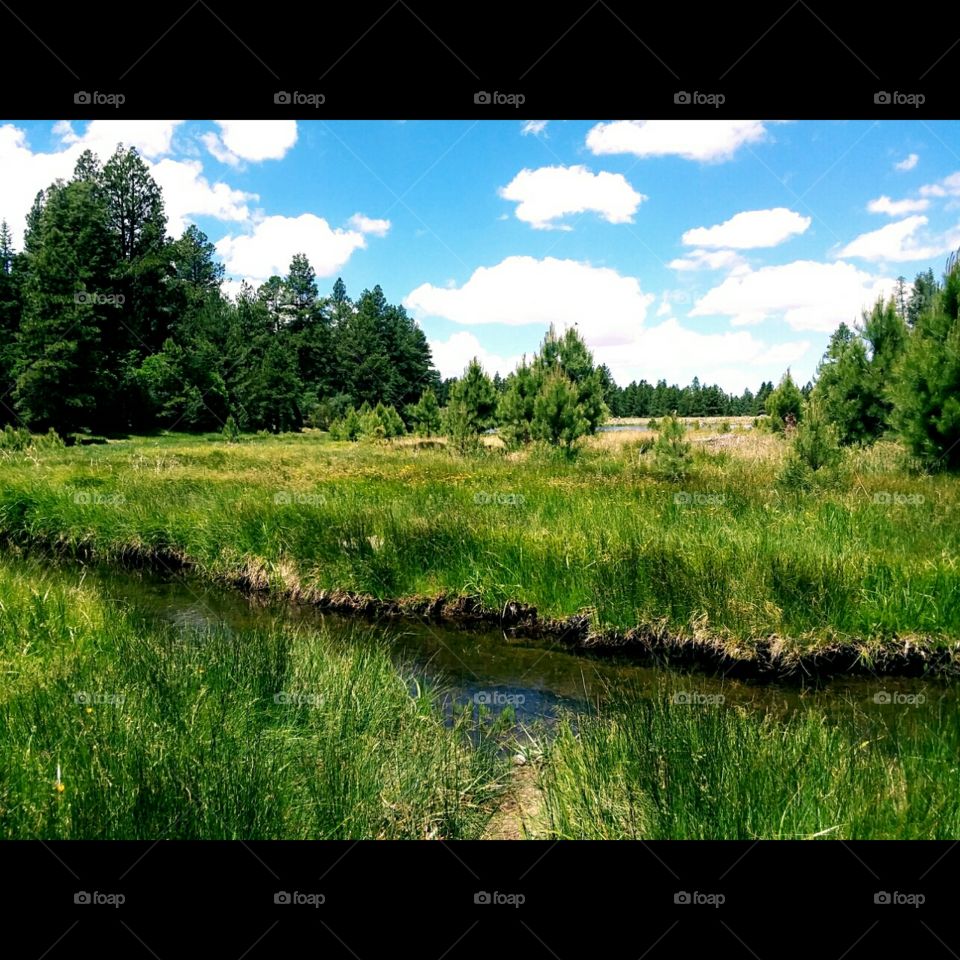 sky trees grass stream