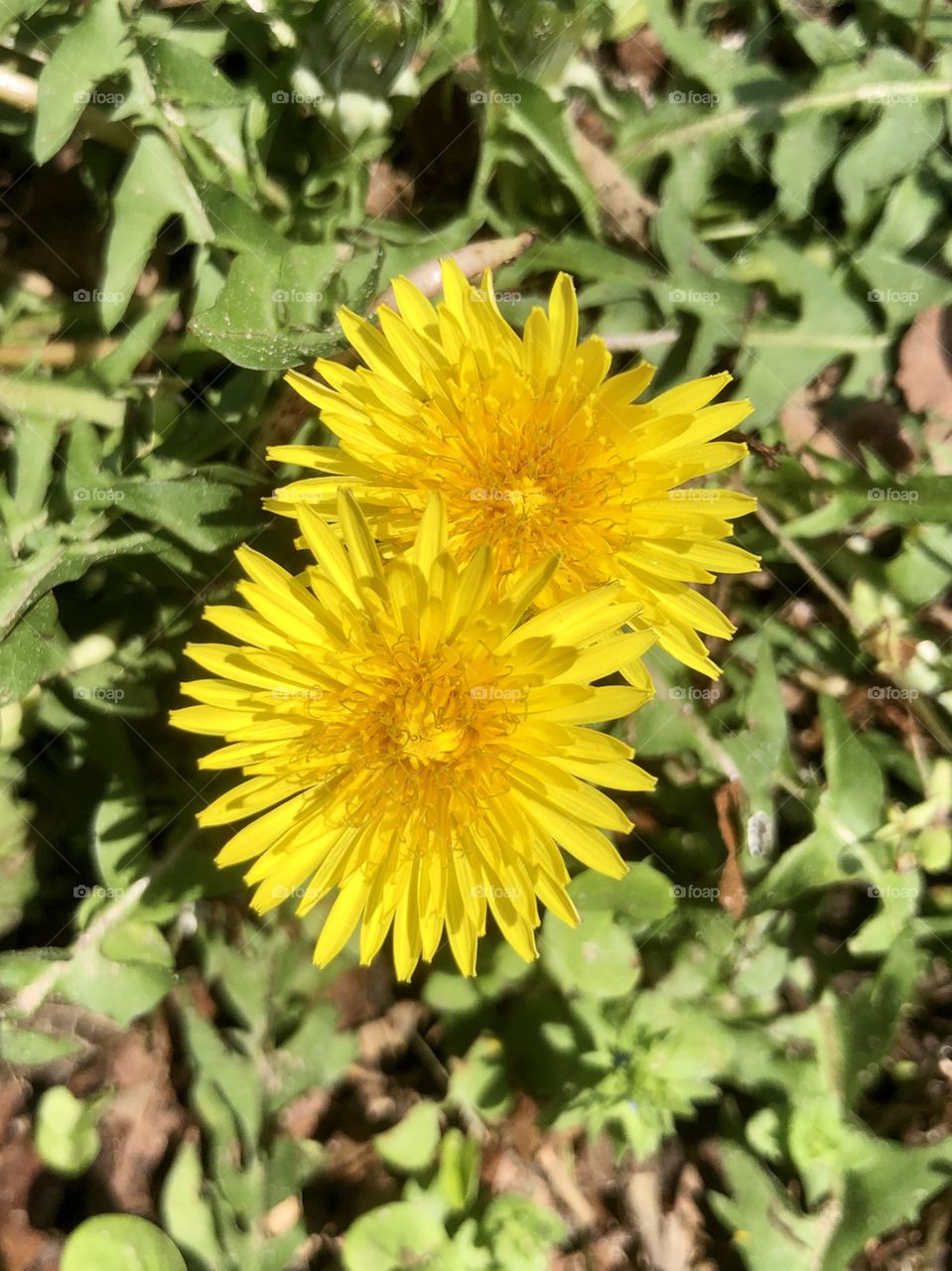 Double dandelion overhead closeup 