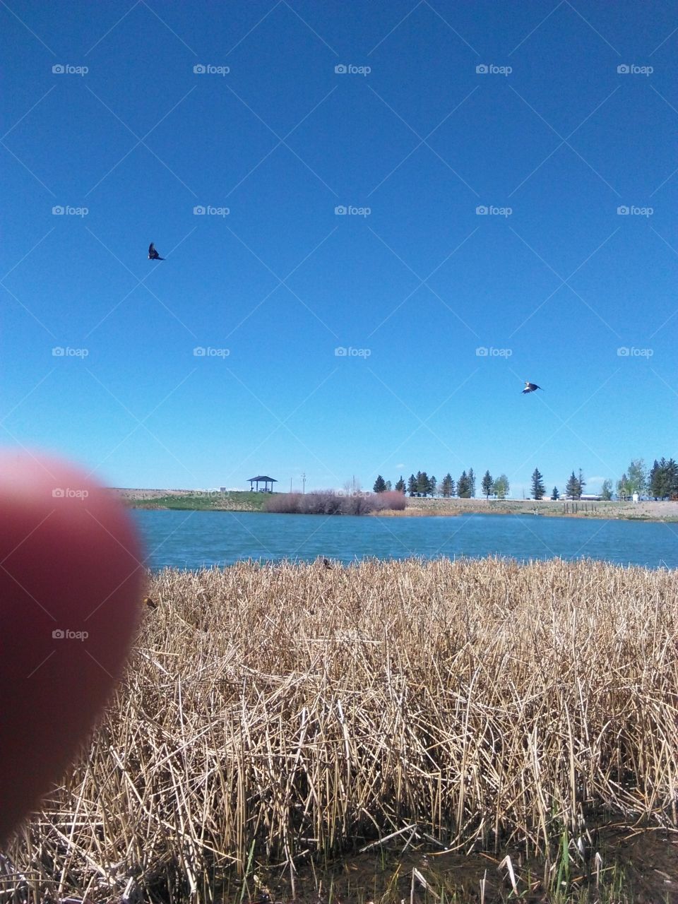 Birds flying around lake