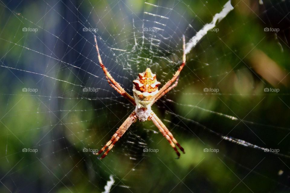 spider