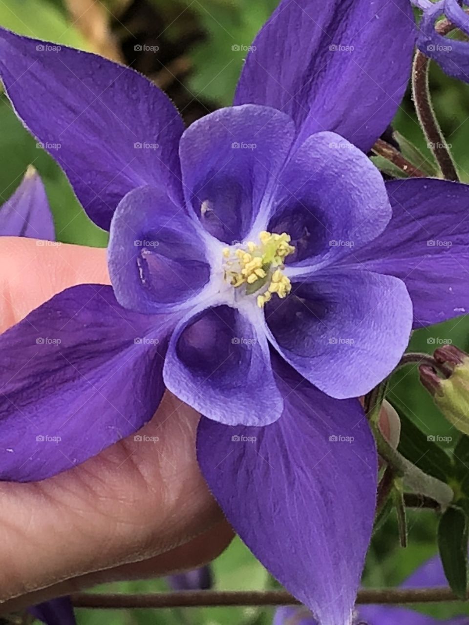 Purple Columbine flower 