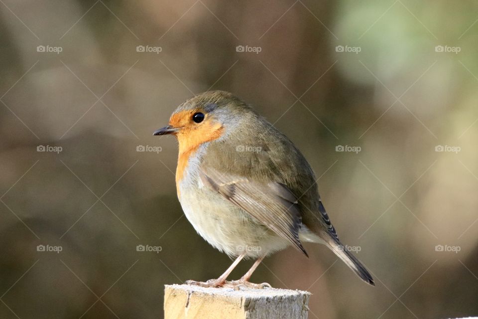 Robin