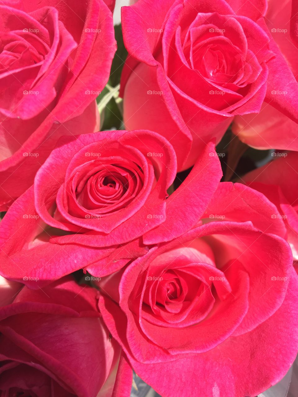 Hot pink roses in bloom