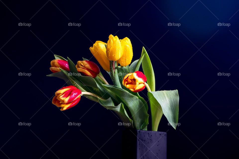 Yellow red tulips with water drops on dark studio background