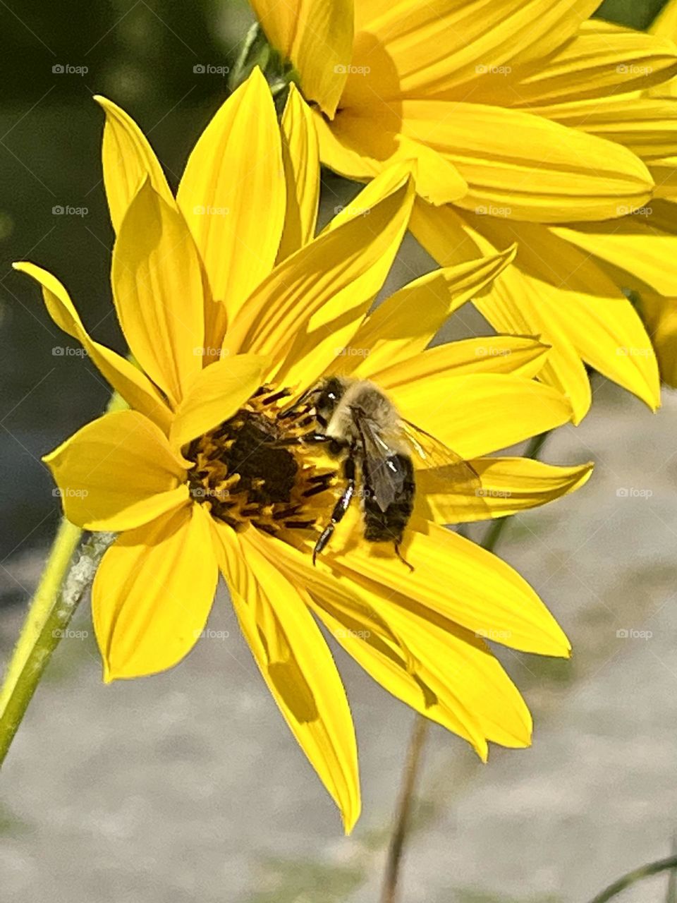 Charlevoix, Bas-St-Laurent region; Under a warm autumn sun a bee loots a Lupin flower.