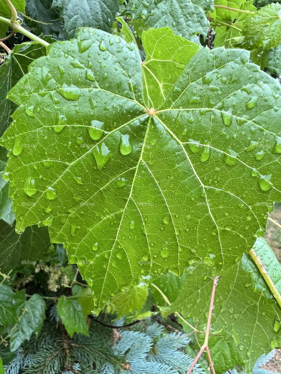 A leaf covered in raindrops 